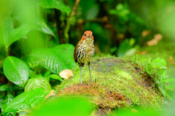 Tierna Gralaria Coronicastaña / Chestnut-crowned Antpitta ubicada en Mindo, Ecuador,  Reserva de Biósfera del Chocó Andino 
