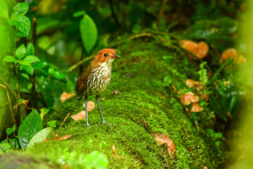 Tierna Gralaria Coronicastaña / Chestnut-crowned Antpitta ubicada en Mindo, Ecuador,  Reserva de...
