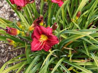 Nahaufnahme auf einer Hemerocallis 'Gypsy Cranberry' oder Taglilie mit sechs kirschroten Blütenblättern und cremegelbem Ring in der Mitte