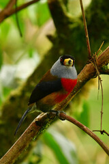 El tucán cabezón, barbudo tucán, compás o yumbo / Toucan Barbet / Semnornis ramphastinus ubicado en Mindo, Ecuador,  Reserva de Biósfera del Chocó Andino 