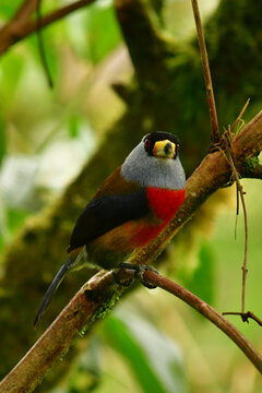 El tuc&aacute;n cabez&oacute;n, barbudo tuc&aacute;n, comp&aacute;s o yumbo / Toucan Barbet / Semnornis ramphastinus ubicado en Mindo, Ecuador,  Reserva de Bi&oacute;sfera del Choc&oacute; Andino 