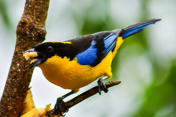 Naklejka premium Tángara primavera, tangara aliazul, tangara montana aliazul o cachaquito primavera / Anisognathus somptuosus ubicado en Mindo, Ecuador, Reserva de Biósfera del Chocó Andino 