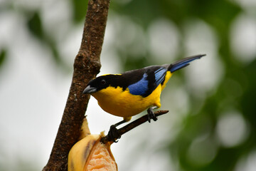Tángara primavera, tangara aliazul, tangara montana aliazul o cachaquito primavera / Anisognathus...