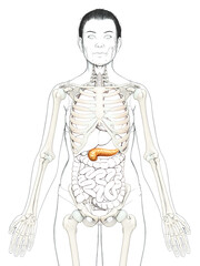 3d rendered, medically accurate illustration of a female pancreas