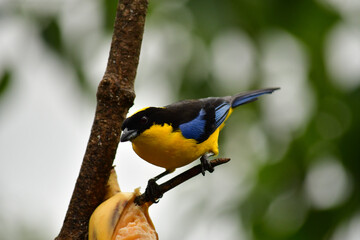 Tángara primavera, tangara aliazul, tangara montana aliazul o cachaquito primavera / Anisognathus...