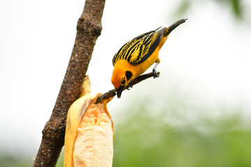La tángara dorada comiendo en una rama ubicada en Mindo, Ecuador,  Reserva de Biósfera del Chocó...