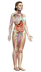3d rendered medically accurate illustration of female Internal organs, skeleton and circulatory system