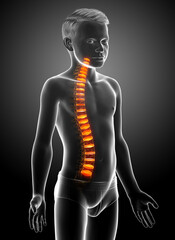 Backbone intervertebral disc anatomy