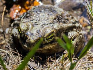 Toad in the backyard