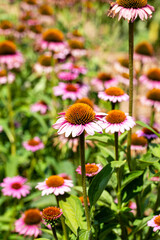 Macro. The Flower Is Echinacea With Pink Petals. 