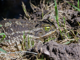 Toad in the backyard