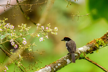 Atlapetes aliblanco, matorralero aliblanco y saltón de alas blancasWhite-winged Brush Finch ubicado en Mindo, Ecuador,  Reserva de Biósfera del Chocó Andino 