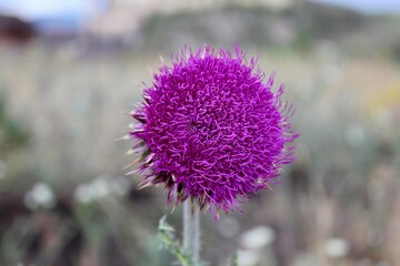 A pink flower on a plant. Spear thistle