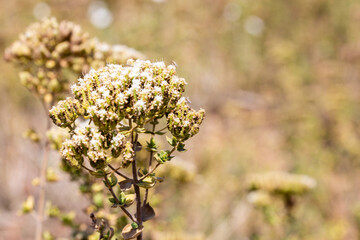 Obraz premium Thymus serpyllum blooms in the garden.