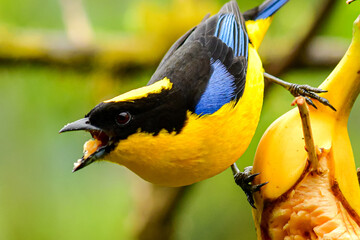 Tángara primavera, tangara aliazul, tangara montana aliazul o cachaquito primavera / Anisognathus somptuosus ubicado en Mindo, Ecuador,  Reserva de Biósfera del Chocó Andino 