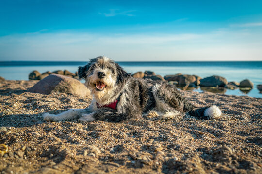 A black and white long haired dog laying on a sandy beach