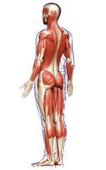 3d rendered medically accurate illustration of a male muscle system