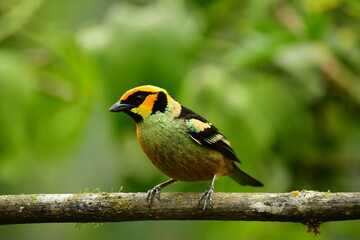 La tangara carafuego, tángara cara de fuego o tangara rubicunda / Flame faced tanager / Tangara Parzudakii ubicada en Mindo, Ecuador,  Reserva de Biósfera del Chocó Andino 