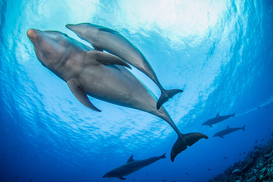 dolphins underwater
