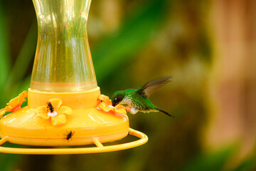 Colibrí en bebedero ubicado en Alambi, Ecuador, Reserva de Biósfera del Chocó Andino © Migue