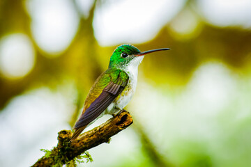 Fototapeta premium Colibrí Esmeralda andina, diamante de pico largo o amazilia andina / Andean Emerald / Amazilia franciae - Alambi, Ecuador