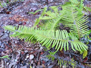 Ferns leaves green as a background, ground cover plants, Beautiful green ferns leaves in a forest (Pteridophyta, Filicophyta, Polypodiophyta)