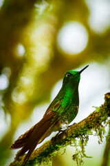 Coronita colihabana / Buff-tailed Coronet /Boissonneaua flavescens - Alambi, Ecuador, Reserva de Biósfera del Chocó Andino