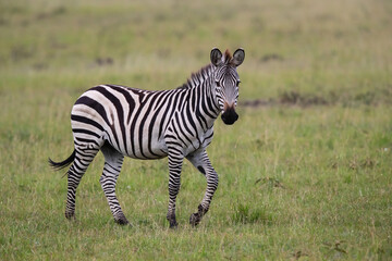 Fototapeta na wymiar Zebra walking on the savanne of the Masai Mara Game Reserve in Kenya
