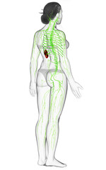 3d rendered medically accurate illustration of a female lymphatic system