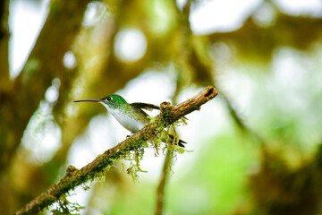 Colibrí Esmeralda andina, diamante de pico largo o amazilia andina / Andean Emerald / Amazilia franciae - Alambi, Ecuador © Miguel Angel