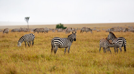 Fototapeta na wymiar Zebra standing on the savanne of the Masai Mara Game Reserve in Kenya