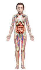 3d rendered medically accurate illustration of girl Internal organs, skeleton and circulatory system