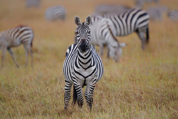 Zebra standing on the savanne of the Masai Mara Game Reserve in Kenya