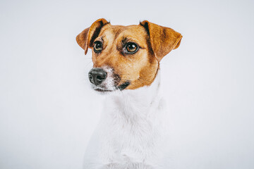 stock photography white and brown dog breed jack russell closeup looking left white background