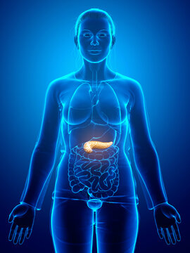 3d rendered, medically accurate illustration of a female pancreas