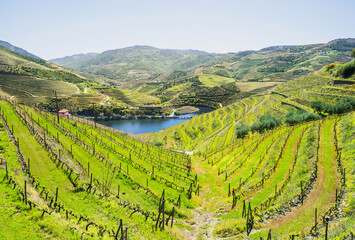 Vineyards in the Valley of the River Douro near Pinhao village, Portugal