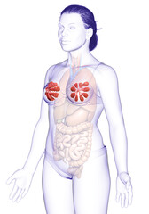Obraz na płótnie Canvas 3d Illustration of Female breast and mammary gland anatomy