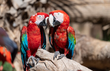 Two scarlet mcaws snuggling on a branch