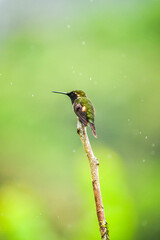Colibrí de Mitchell / Purple-throated Woodstar Hummingbird / Philodice mitchellii - Alambi, Ecuador