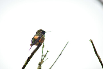 Colibrí de Mitchell / Purple-throated Woodstar Hummingbird / Philodice mitchellii - Alambi, Ecuador