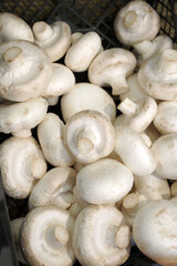 champignon mushrooms for food textures top view