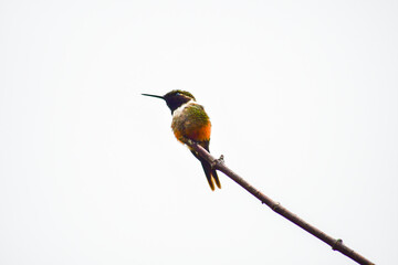 Colibrí de Mitchell / Purple-throated Woodstar Hummingbird / Philodice mitchellii - Alambi, Ecuador © Miguel Angel