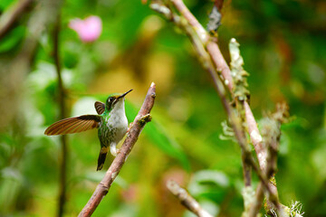 El colibrí de raquetao colibrí cola de hoja o cola de raqueta / White-booted racket-tail Hummingbird / Ocreatus underwoodii - Alambi, Ecuador © Migue