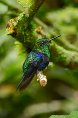 Fototapeta na wymiar Colibrí Zafiro Coronado / Green-crowned woodnymph Hummingbird / Thalurania colombica - Alambi, Ecuador