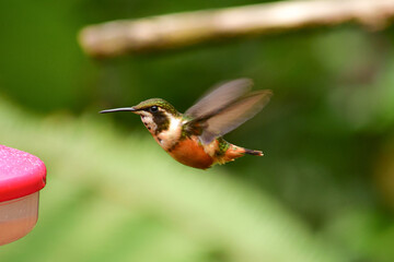 Fototapeta premium Colibrí de Mitchell / Purple-throated Woodstar Hummingbird / Philodice mitchellii - Alambi, Ecuador