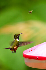 Colibrí de Mitchell / Purple-throated Woodstar Hummingbird / Philodice mitchellii - Alambi, Ecuador