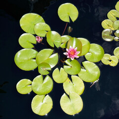 Lily pads in pond with flower.