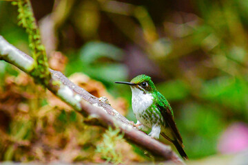 El colibrí de raquetao colibrí cola de hoja o cola de raqueta / White-booted racket-tail Hummingbird / Ocreatus underwoodii - Alambi, Ecuador © Migue