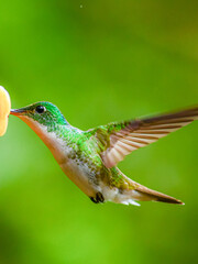 Fototapeta premium Colibrí Esmeralda andina, diamante de pico largo o amazilia andina / Andean Emerald / Amazilia franciae - Alambi, Ecuador
