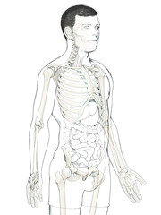 3d rendered, medically accurate illustration of a male skeleton system